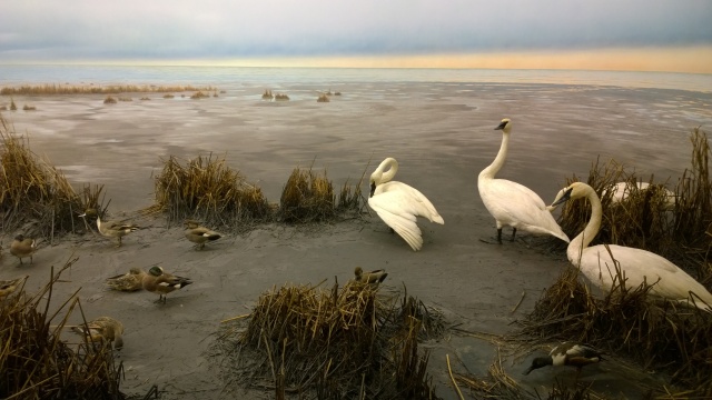 shoreline birds